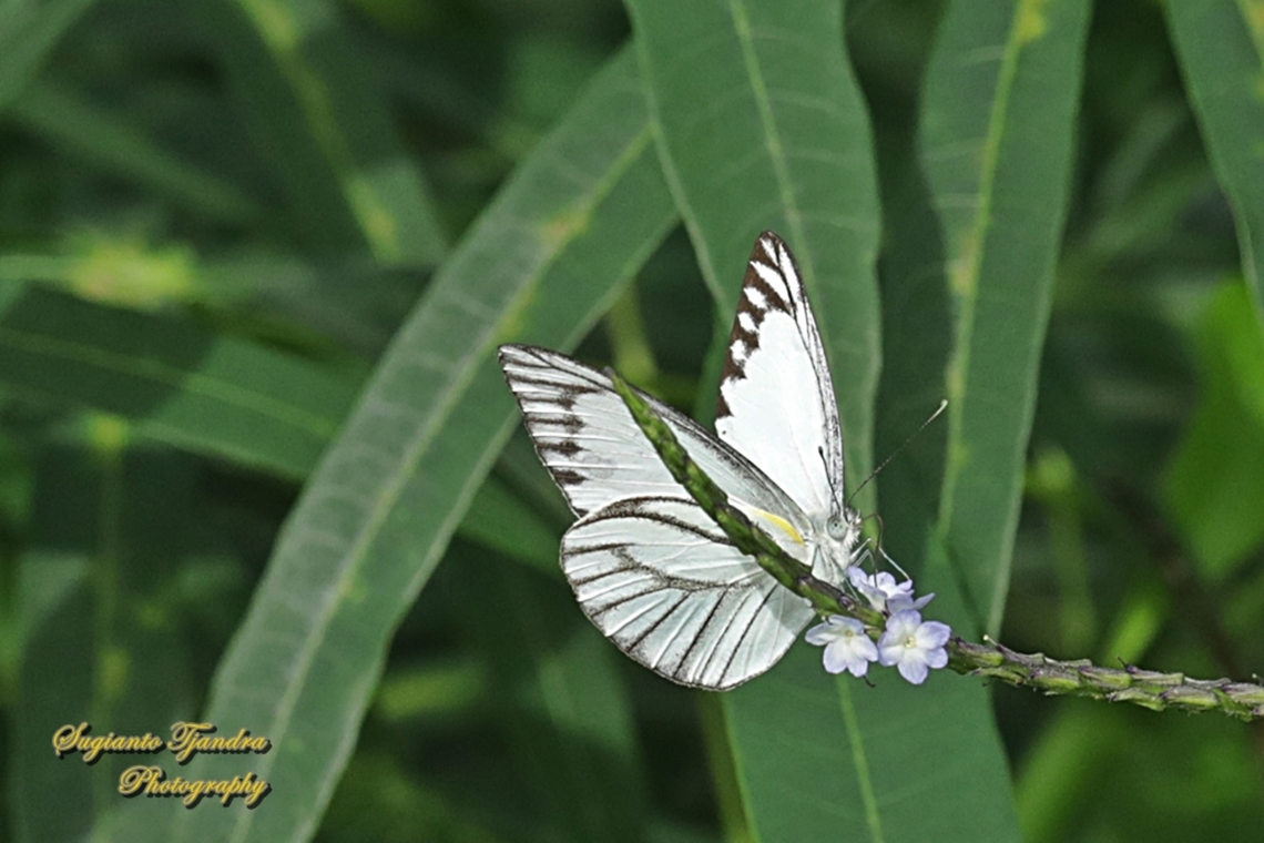 Striped Albatross Butterfly, Appias olferna olferna  Appias libythea,Appias olferna,Eastern striped albatross,Fall,Geotagged,Indonesia,Striped albatross
