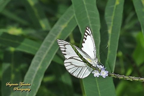 Striped Albatross Butterfly, Appias olferna olferna  Appias libythea,Appias olferna,Eastern striped albatross,Fall,Geotagged,Indonesia,Striped albatross