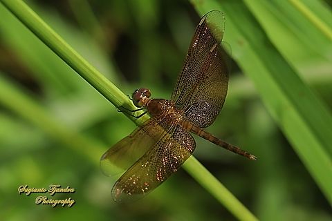Grasshawk Dragonfly, Neurothemis fluctuans - female  Fall,Geotagged,Indonesia,Neurothemis fluctuans,Red Grasshawk