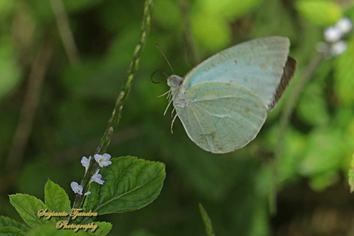 Mottled Emigrant, Catopsilia pyranthe pyranthe  Catopsilia pyranthe,Fall,Geotagged,Indonesia,Mottled emigrant