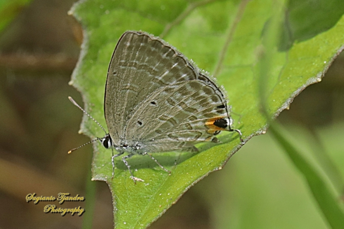 Ercis Pelupa, The forget-me-not Butterfly, Catochrysops strabo strabo, family Lycaenidae  Catochrysops strabo,Fall,Forget-me-not,Geotagged,Indonesia