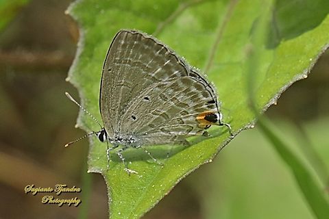 Ercis Pelupa, The forget-me-not Butterfly, Catochrysops strabo strabo, family Lycaenidae  Catochrysops strabo,Fall,Forget-me-not,Geotagged,Indonesia