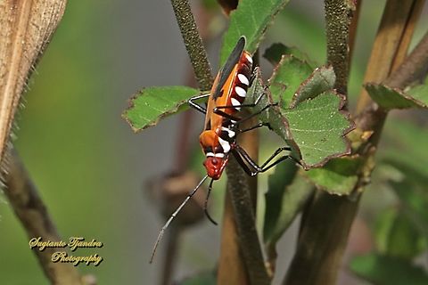 Red Cotton Stainer, Dysdercus cingulatus  Dysdercus cingulatus,Fall,Geotagged,Indonesia,Red cotton bug