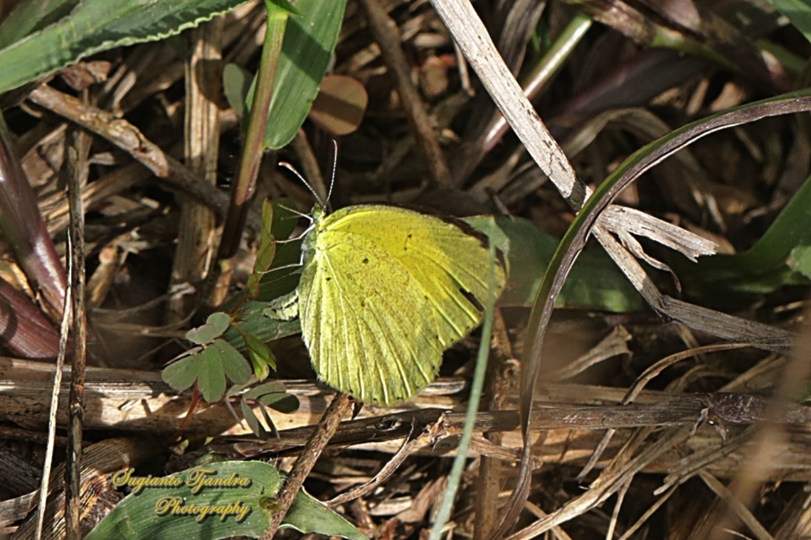 The small grass yellow, Eurema brgitta drona (???)  Fall,Geotagged,Indonesia