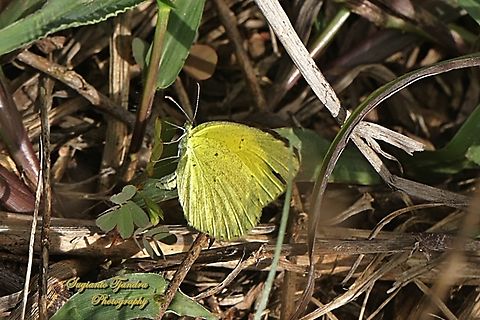 The small grass yellow, Eurema brgitta drona (???)  Fall,Geotagged,Indonesia