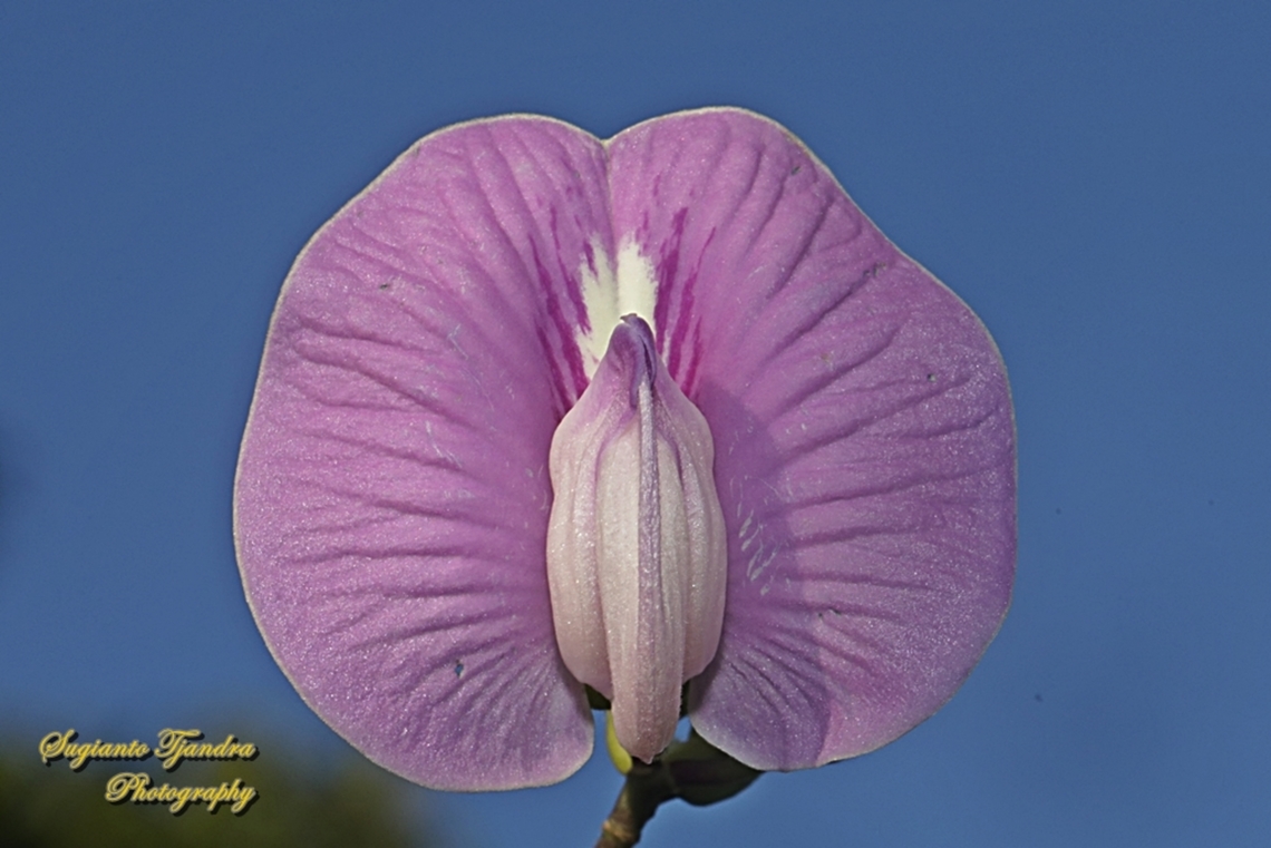 Butterfly pea flower, Centrosema pubescens  Centro,Centrosema pubescens,Fall,Geotagged,Indonesia