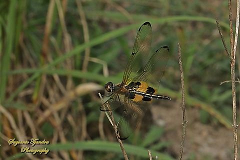 The yellow-striped flutterer dragonfly, Rhyothemis phyllis  Fall,Geotagged,Indonesia,Rhyothemis phyllis,Yellow-striped Flutterer