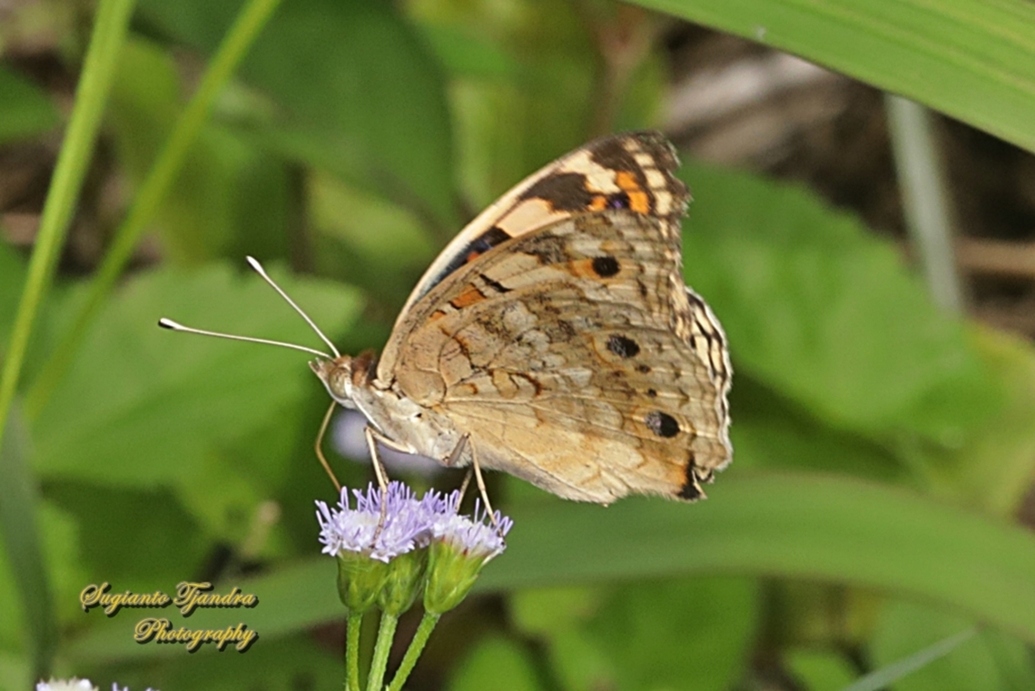 Blue Pansy Butterfly, Junonia orithya - lowerside  Blue Argus,Fall,Geotagged,Indonesia,Junonia orithya