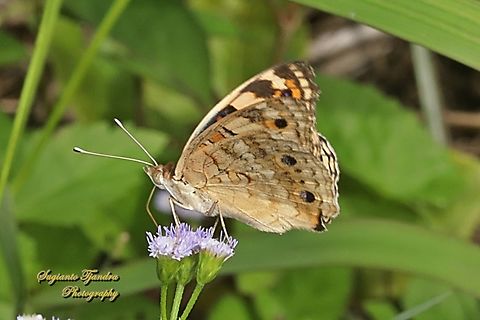 Blue Pansy Butterfly, Junonia orithya - lowerside  Blue Argus,Fall,Geotagged,Indonesia,Junonia orithya