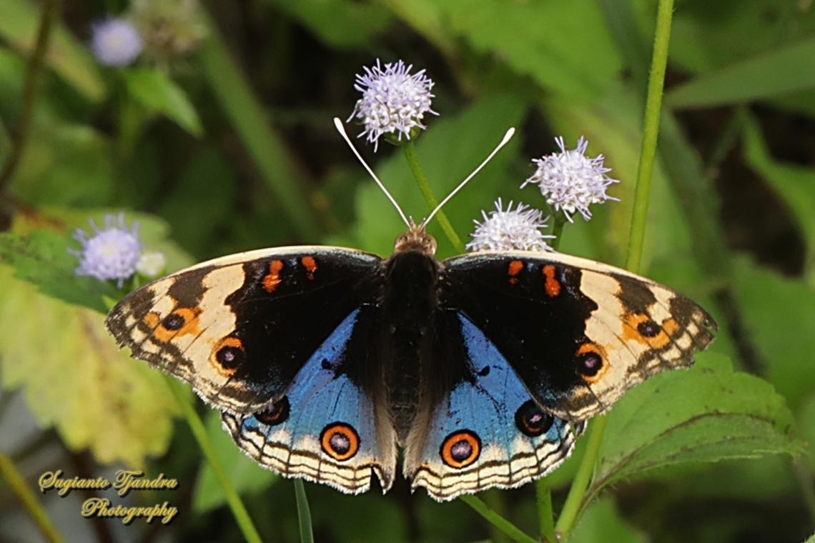 Blue Pansy Butterfly, Junonia orithya - upperside  Blue Argus,Fall,Geotagged,Indonesia,Junonia orithya