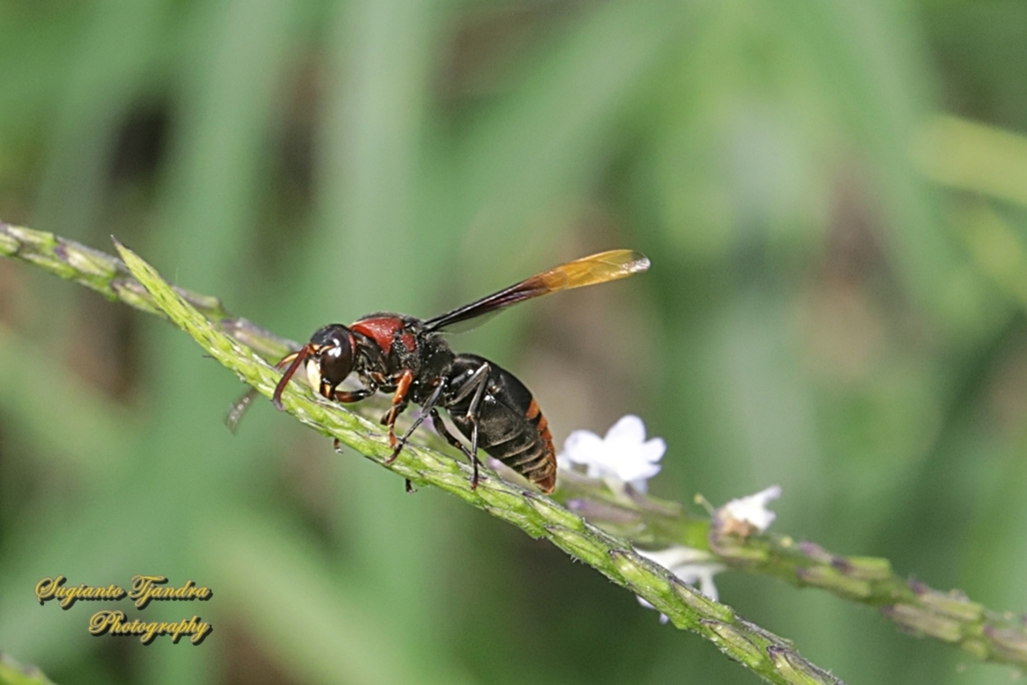 Potter Wasp, Rhynchium haemorrhoidale  Fall,Geotagged,Indonesia,Rhynchium haemorrhoidale