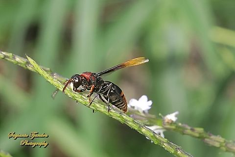 Potter Wasp, Rhynchium haemorrhoidale  Fall,Geotagged,Indonesia,Rhynchium haemorrhoidale