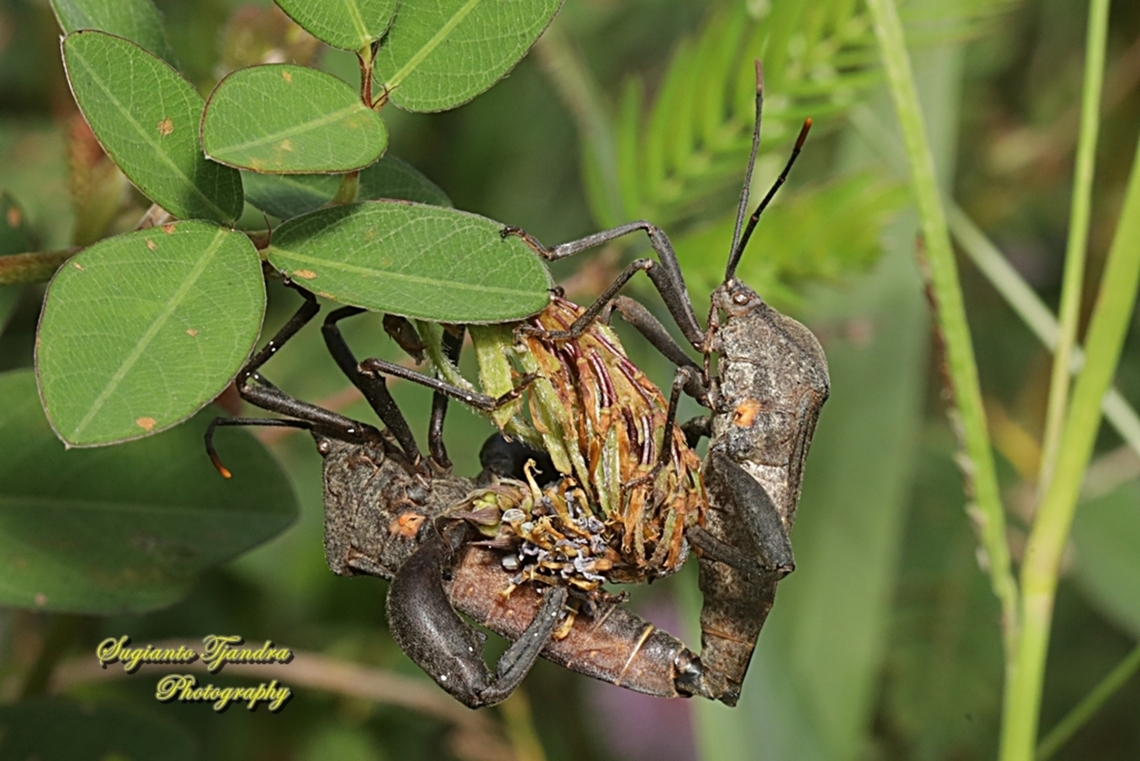 Giant Leaf-footed Bug, family Coreidae - mating  Fall,Geotagged,Indonesia