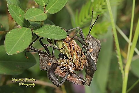 Giant Leaf-footed Bug, family Coreidae - mating  Fall,Geotagged,Indonesia