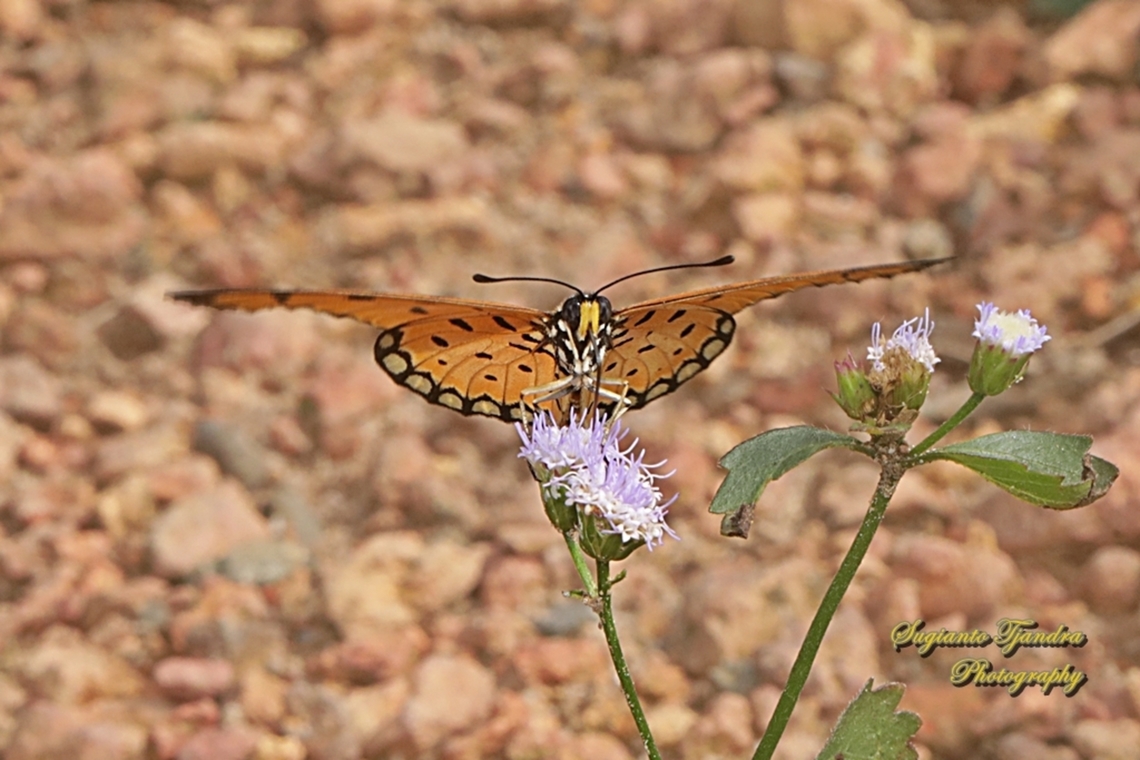 Tawny Coster butterfly, Acraea tepsicore  Acraea terpsicore,Fall,Geotagged,Indonesia,Tawny coster