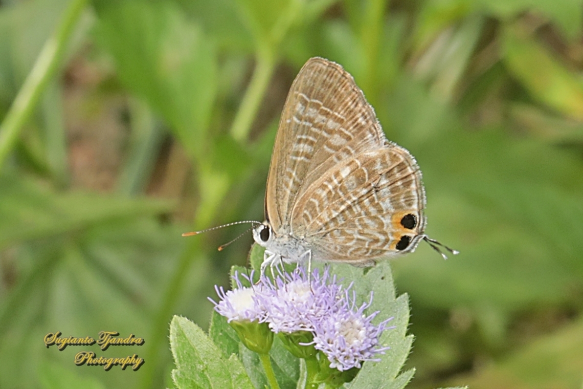 Long-tailed blue Butterfly, Lampides boeticus  Fall,Geotagged,Indonesia,Lampides boeticus,Long-tailed pea-blue