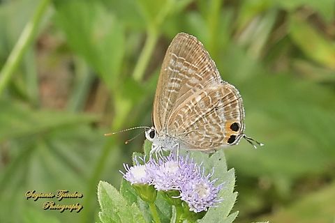 Long-tailed blue Butterfly, Lampides boeticus  Fall,Geotagged,Indonesia,Lampides boeticus,Long-tailed pea-blue