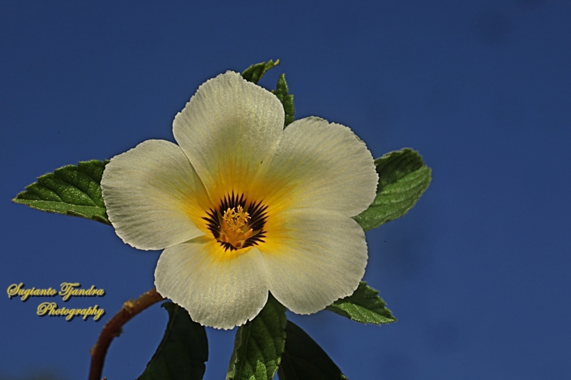 White buttercup flower, Turnera subulata  Cuban Buttercup,Fall,Geotagged,Indonesia,Turnera subulata