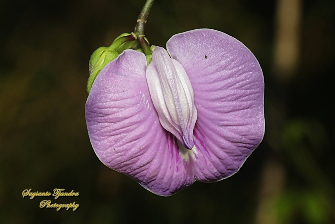Butterfly pea flower, Centrosema pubescens  Centro,Centrosema pubescens,Fall,Geotagged,Indonesia
