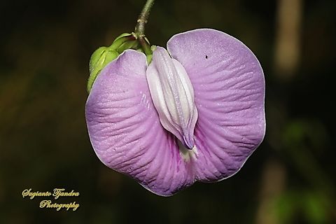 Butterfly pea flower, Centrosema pubescens  Centro,Centrosema pubescens,Fall,Geotagged,Indonesia