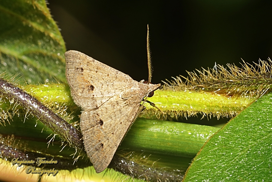Noctuid moth, Gesonia obeditalis, family Noctuidae  Fall,Geotagged,Gesonia obeditalis,Indonesia
