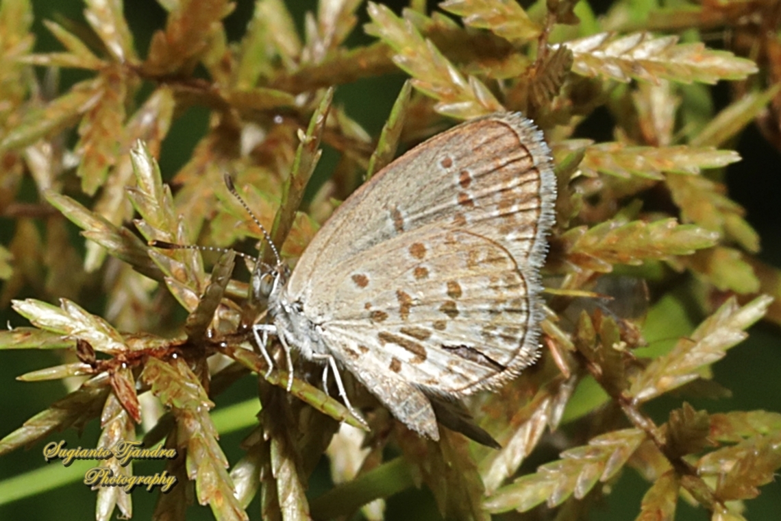 Lesser Grass Blue, Zizina otis annetta  Fall,Geotagged,Indonesia,Lesser grass blue,Zizina otis