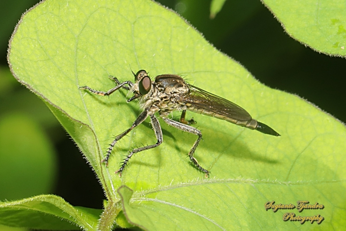 Black Robber fly, Philodicus Sp., family Asilidae  Fall,Geotagged,Indonesia