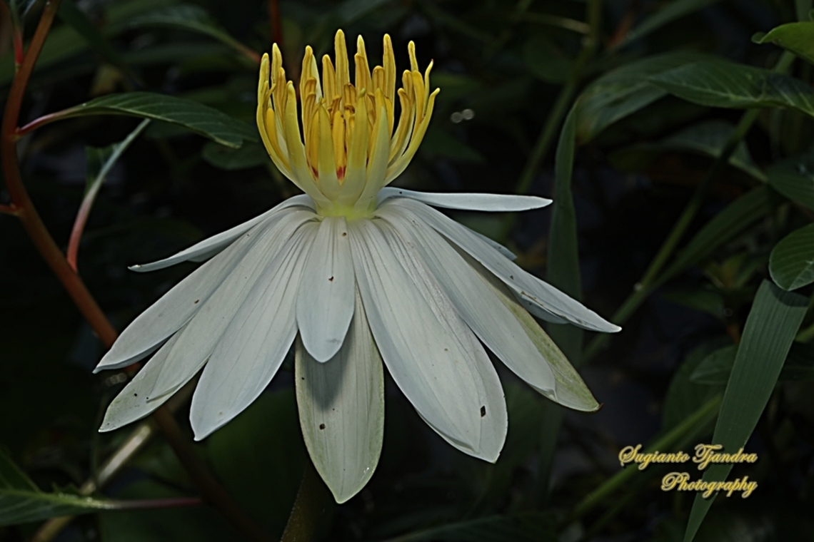 White water lily flowers, Nymphaea nouchali, Nymphaeaceae  Day Waterlily,Fall,Geotagged,Indonesia,Nymphaea nouchali
