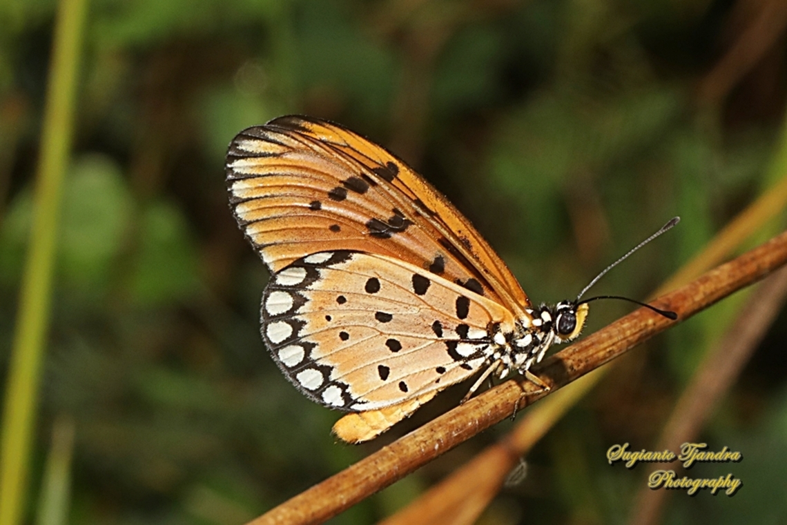 Tawny Coster butterfly, Acraea tepsicore  Acraea terpsicore,Fall,Geotagged,Indonesia,Tawny coster