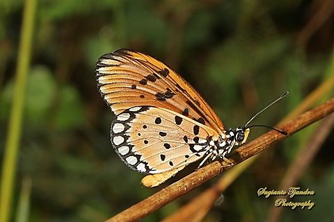 Tawny Coster butterfly, Acraea tepsicore  Acraea terpsicore,Fall,Geotagged,Indonesia,Tawny coster
