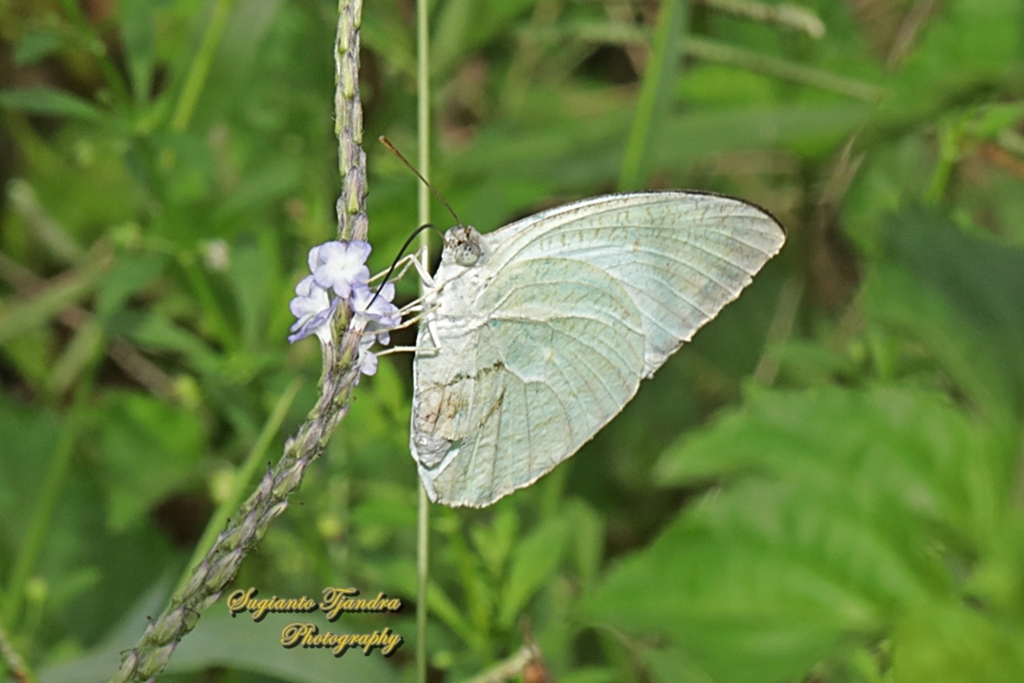 Mottled Emigrant, Catopsilia pyranthe pyranthe  Catopsilia pyranthe,Fall,Geotagged,Indonesia,Mottled emigrant
