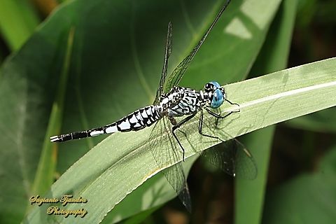 Trumpet Tail Dragonfly, Acisoma panorpoides - Male  Acisoma panorpoides,Fall,Geotagged,Grizzled pintail,Indonesia