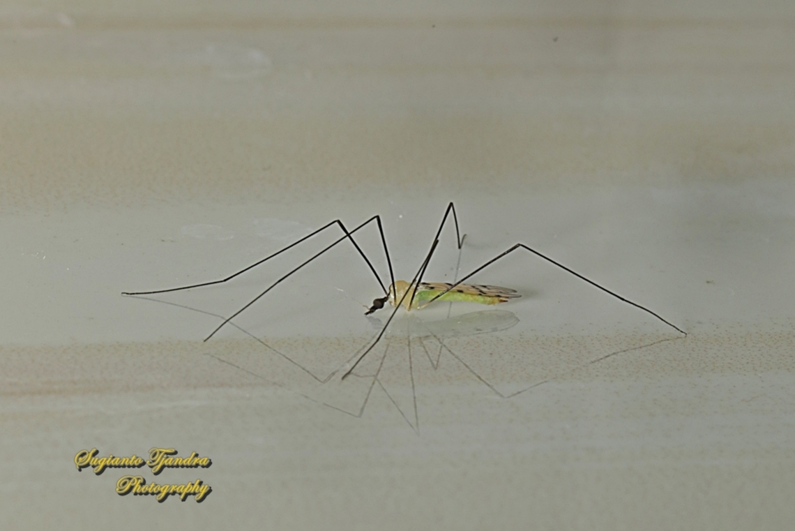 Crane fly, Leptotarsus sp., family Tipulidae  Fall,Geotagged,Indonesia