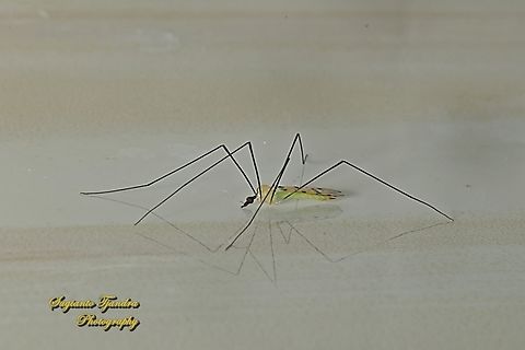 Crane fly, Leptotarsus sp., family Tipulidae  Fall,Geotagged,Indonesia