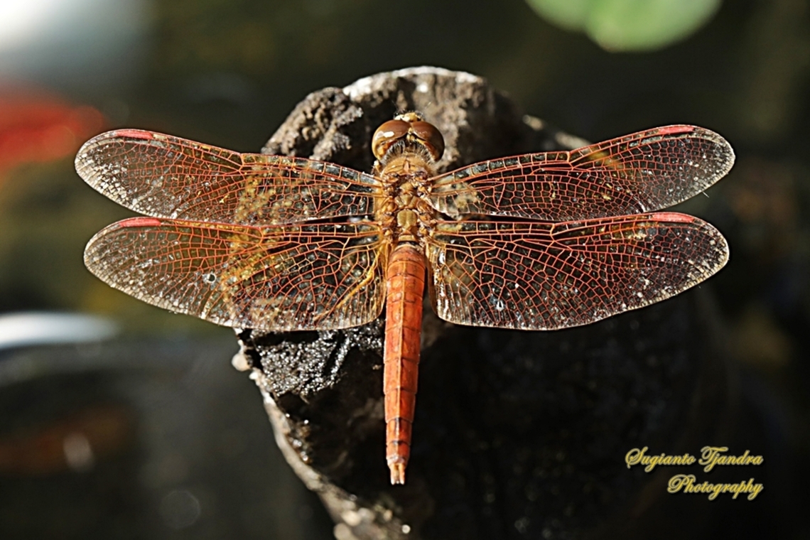 Ditch jewel, Brachythemis contaminata - male, family Libellulidae  Brachythemis contaminata,Ditch Jewel,Fall,Geotagged,Indonesia