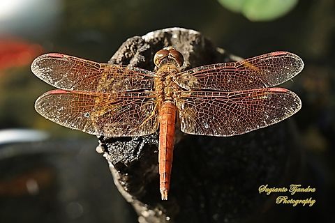 Ditch jewel, Brachythemis contaminata - male, family Libellulidae  Brachythemis contaminata,Ditch Jewel,Fall,Geotagged,Indonesia