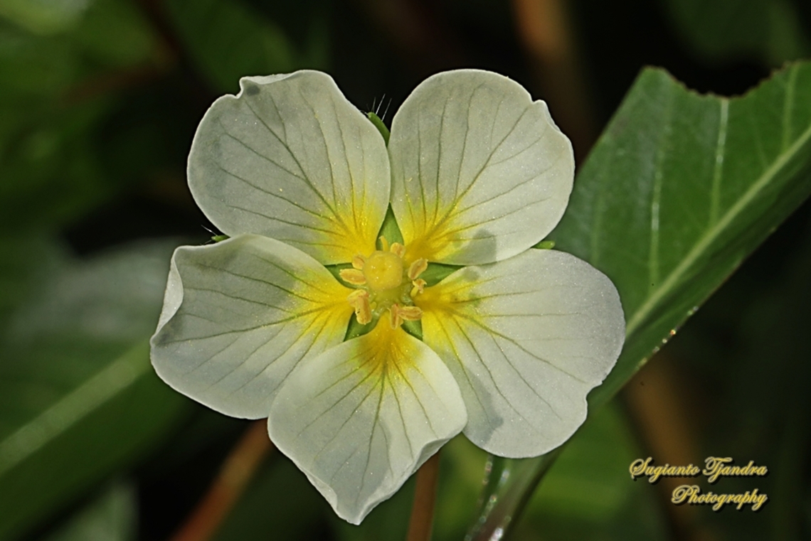 Water primrose, Ludwigia adscendens  Fall,Geotagged,Indonesia,Ludwigia  adscendens,Water Primrose