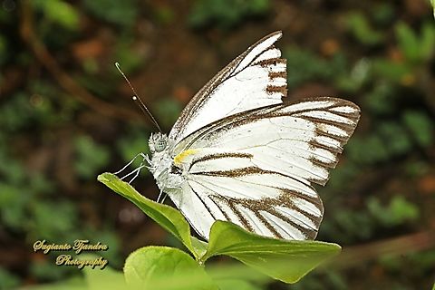 Striped Albatross Butterfly, Appias olferna olferna  Appias olferna,Eastern striped albatross,Fall,Geotagged,Indonesia
