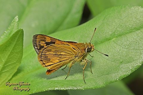 Skipper Butterly, Yellow Grass Dart, Taractrocera archias archias  Geotagged,Indonesia,Taractrocera archias,Winter,Yellow Grass Dart
