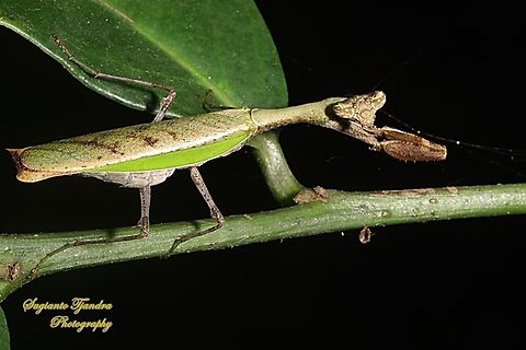 Asian Praying Mantis, Acromantis Sp., Subfamily Acromantinae, family Hymenopodidae  Geotagged,Indonesia,Winter