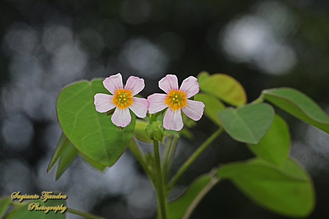 Lavender Sorrel, Oxalis barrelieri, Oxalidaceae  Geotagged,Indonesia,Lavender Sorrel,Oxalis barrelieri,Winter