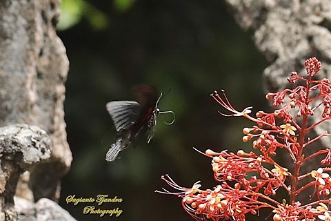 Great Mormon Butterfly, Papilio memnon memnon - male  Geotagged,Great Mormon,Indonesia,Papilio memnon,Winter