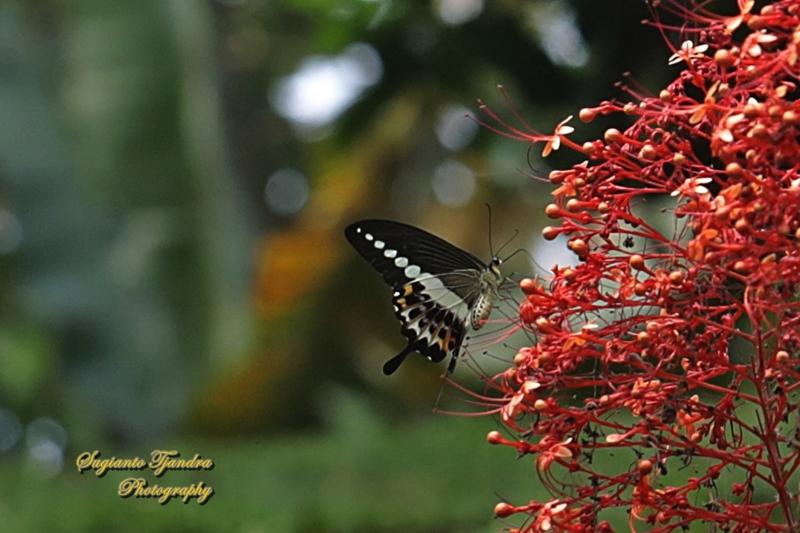 The banded swallowtail butterfly, Papilio demolion demolion  Geotagged,Great Mormon,Indonesia,Papilio memnon,Winter