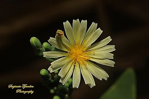 Oriental false hawksbeard, Youngia japonica  Geotagged,Indonesia,Oriental false hawksbeard,Winter,Youngia japonica