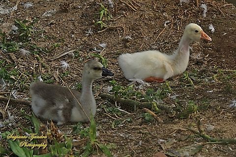 Domestic goose/ soang, Anser cygnoides domesticus - "Different colors of fur but siblings"  Anser cygnoides,Geotagged,Indonesia,Swan goose,Winter