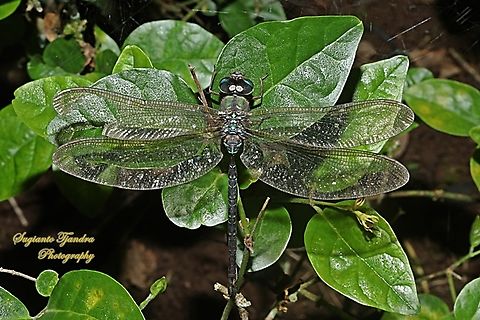 Dingy Duskhawker, Gynacantha  subinterrupta, family Aeshnidae  Dingy Duskhawker,Geotagged,Gynacantha subinterrupta,Indonesia,Winter