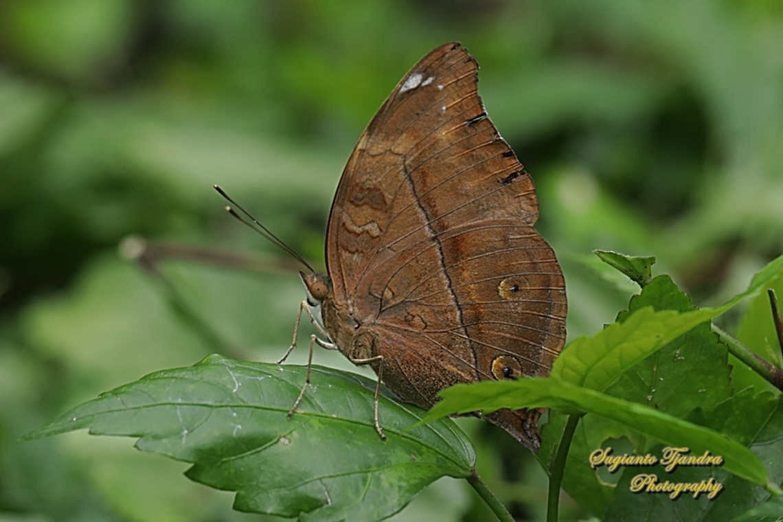 Autumn leaf butterfly, Doleschallia bisaltide  Autumn leaf,Doleschallia bisaltide,Geotagged,Indonesia,Winter