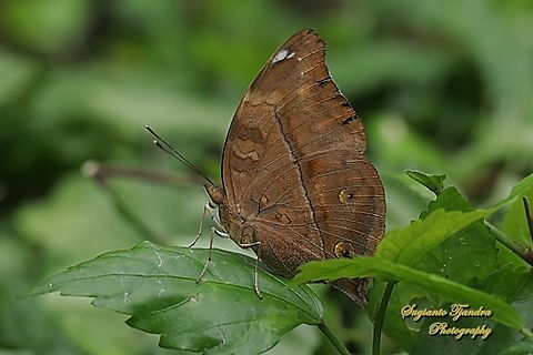Autumn leaf butterfly, Doleschallia bisaltide  Autumn leaf,Doleschallia bisaltide,Geotagged,Indonesia,Winter