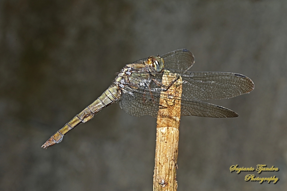 Crimson Dropwing Dragonfly, Orthetrum testaceum, family Libellulidae  Geotagged,Indonesia,Orange Skimmer,Orthetrum testaceum,Winter