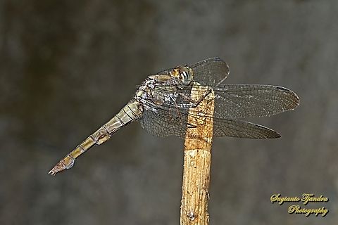 Crimson Dropwing Dragonfly, Orthetrum testaceum, family Libellulidae  Geotagged,Indonesia,Orange Skimmer,Orthetrum testaceum,Winter